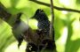 Trinidad2005 - 102 * Bearded Bellbird.